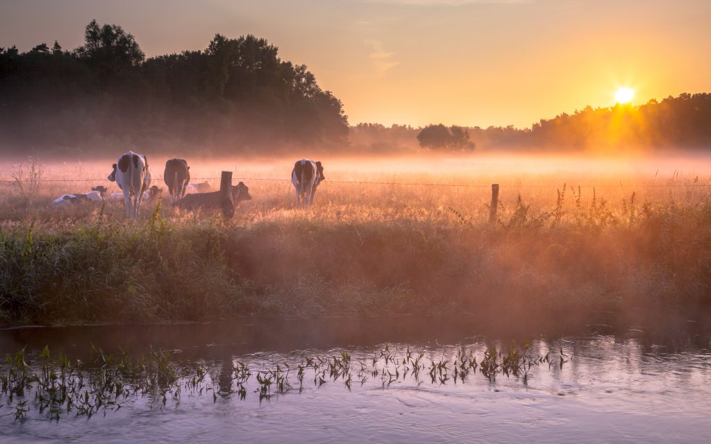 Cows in the field in early morning fog